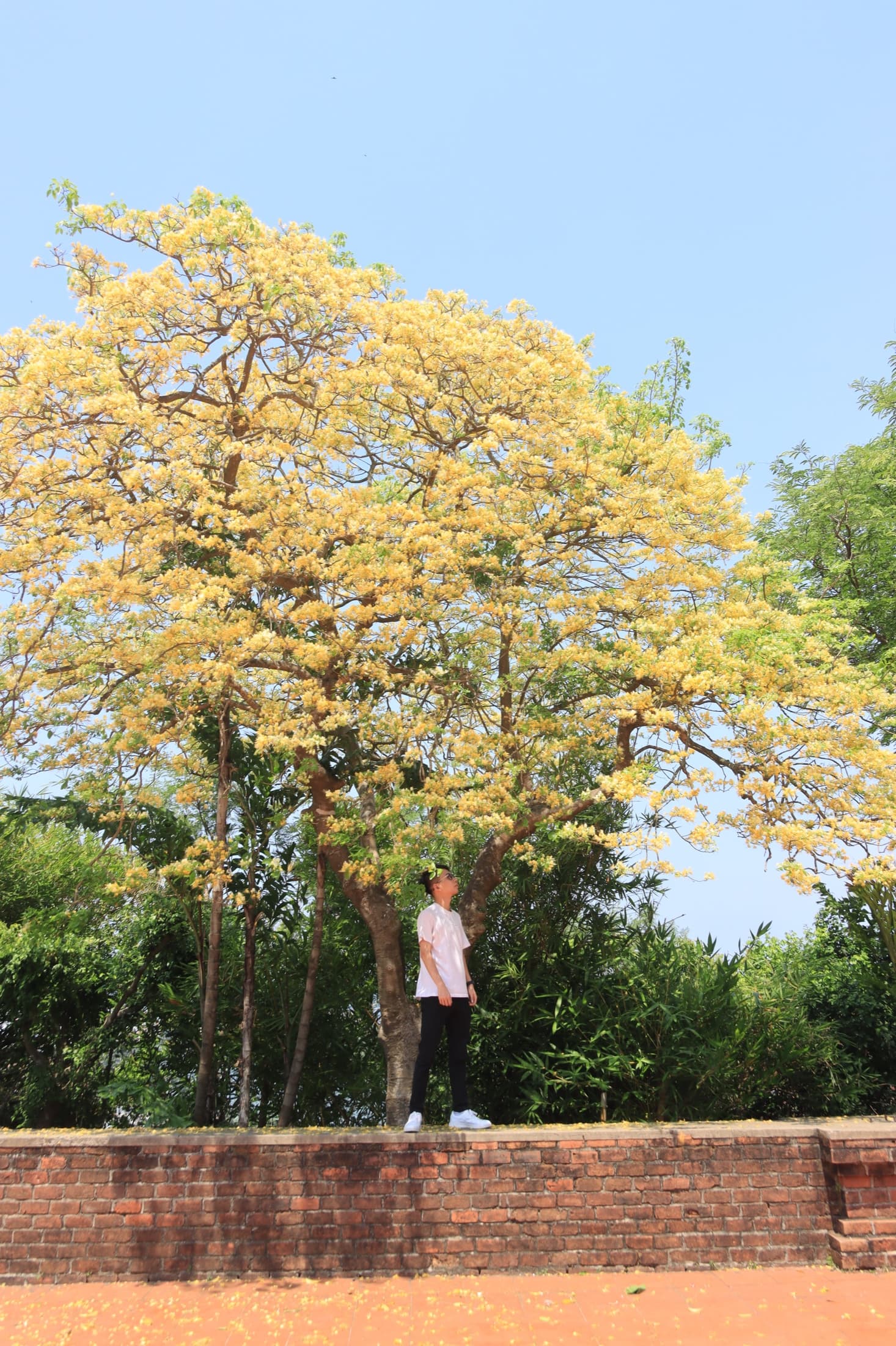 Beneath the yellow blossoms · Vietnam